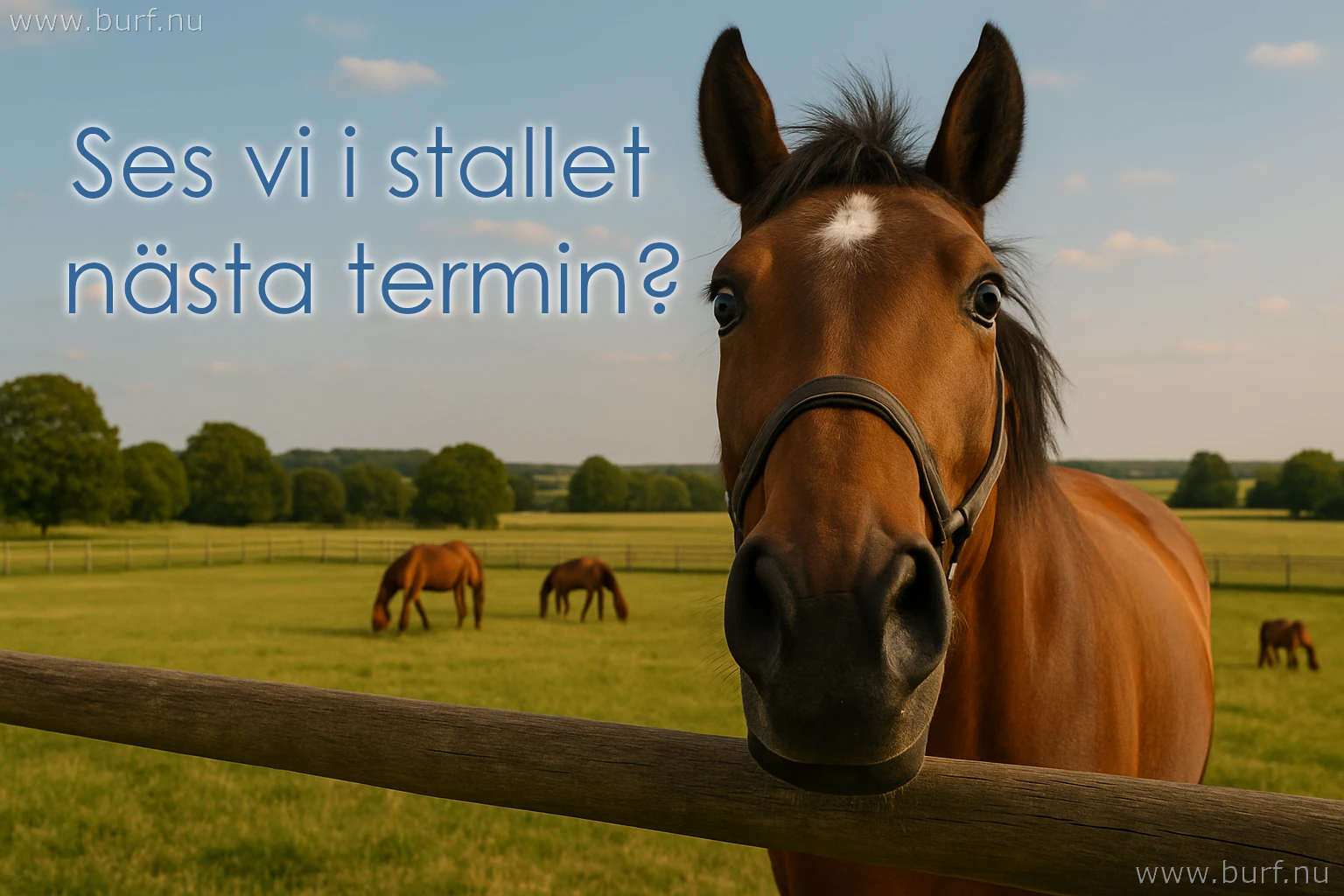 Ses vi i stallet